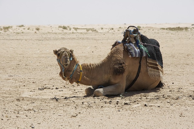 camel