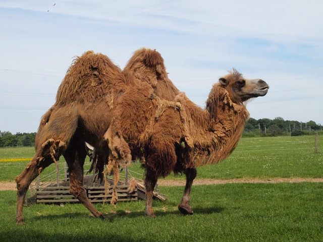 camel