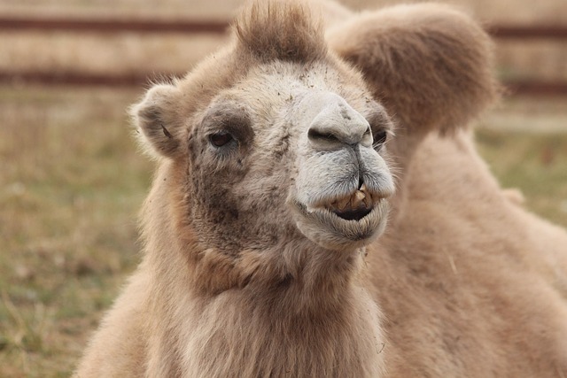 Camel Rides in Dubai: Safety Tips & Best Tour Options