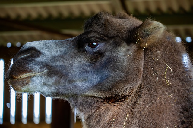 camel