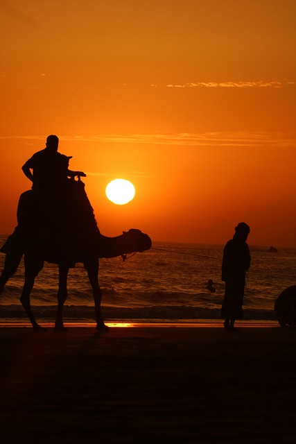 camel-640x480-88216313.jpeg