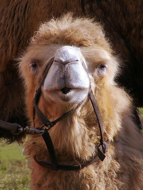 camel