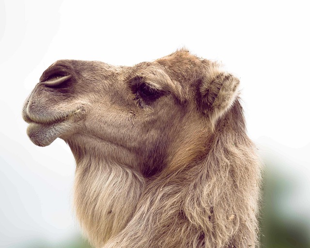 camel-640x480-89149575.jpeg