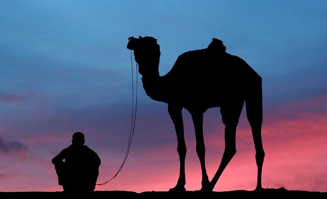 camel