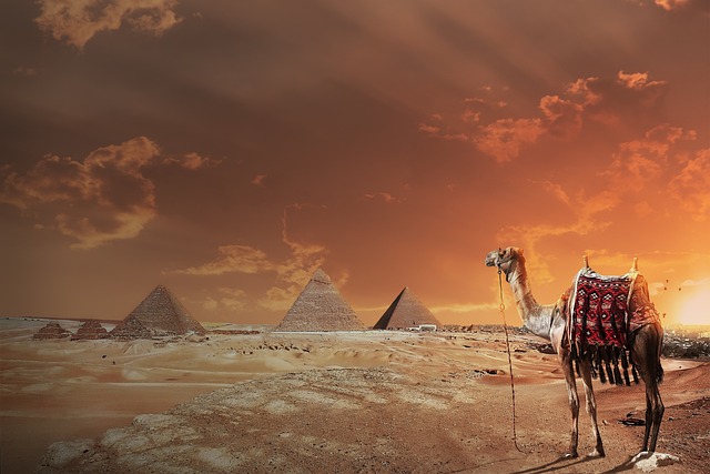 camel