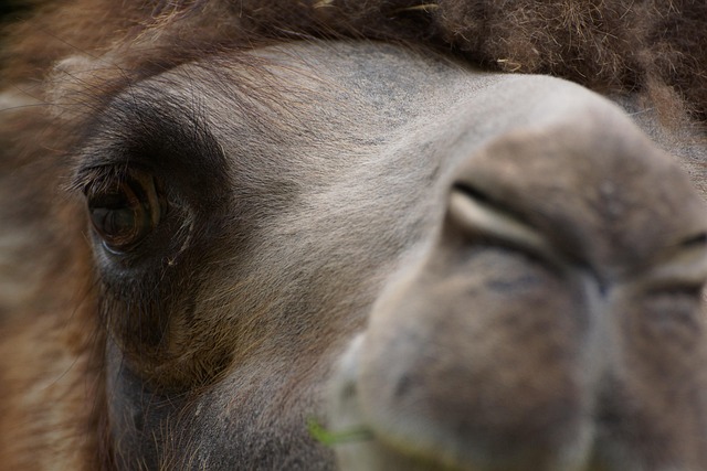 camel