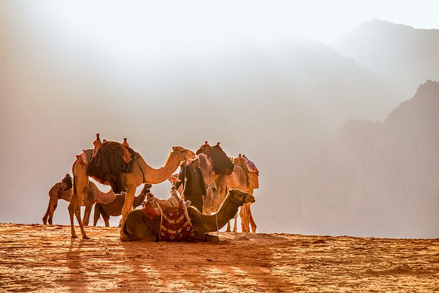 camel-640x480-97483343.jpeg