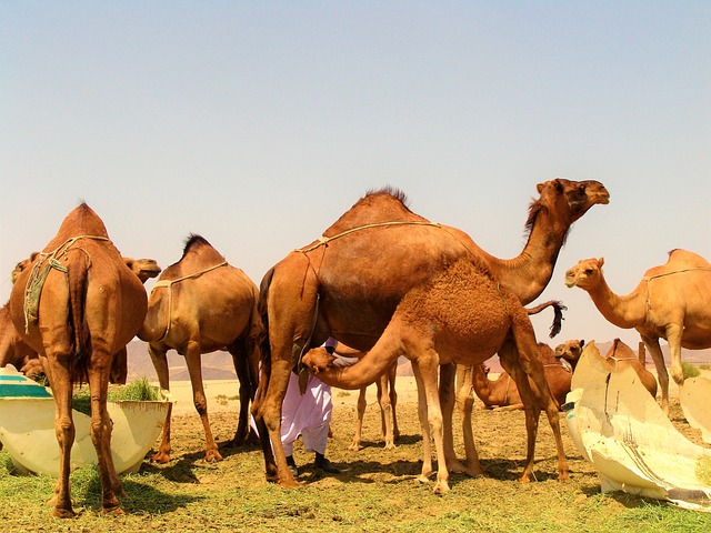 camel