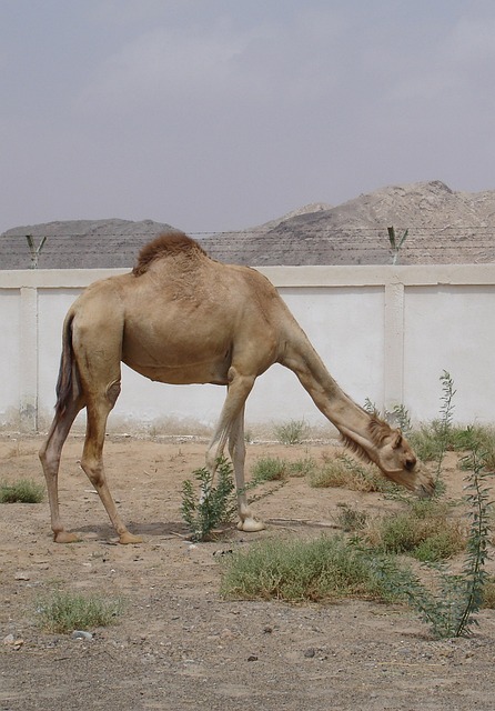 camel-640x480-99052268.jpeg