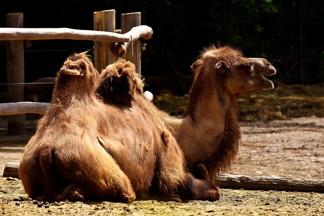 Camel Riding