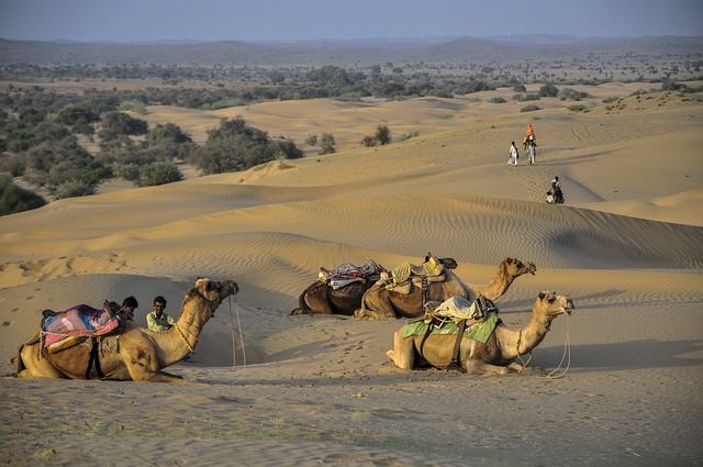 Quad Biking & Camel Riding: Extreme Adventures in Dubai Dunes