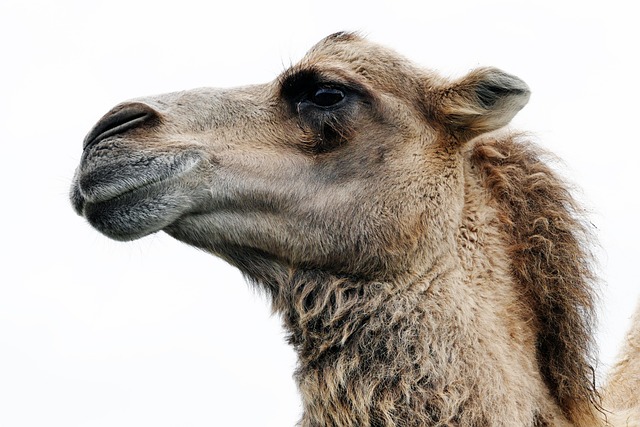 camel-riding-640x480-18353201.jpeg