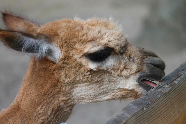 Camel Riding