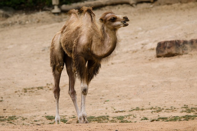 Camel Riding