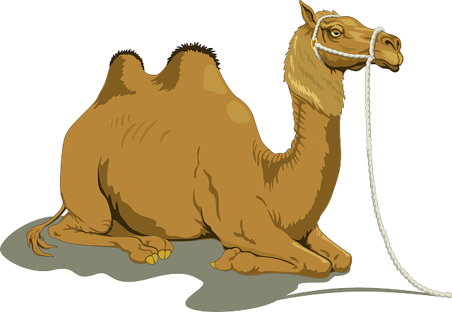 Camel Riding