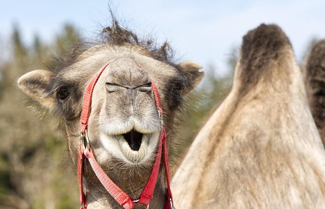 Camel Riding