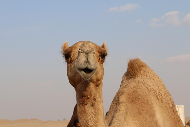 camel-riding-640x480-40581498.jpeg