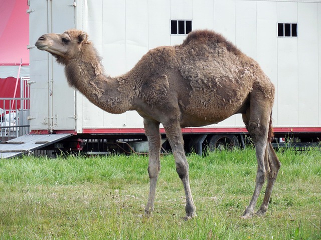 Camel Riding