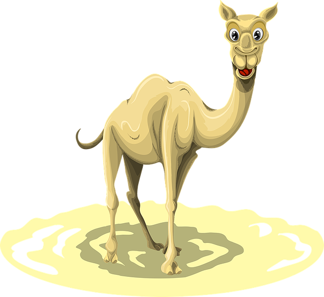 Camel Riding