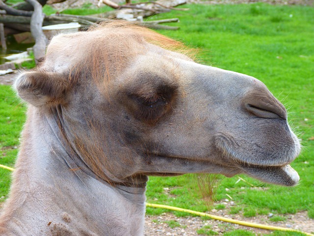 camel-riding-640x480-48083034.jpeg