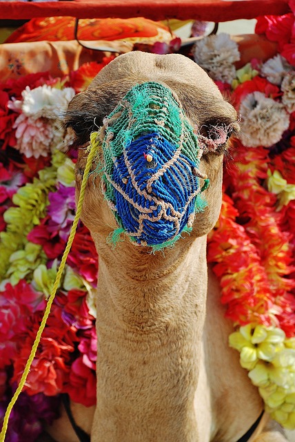 Camel Riding