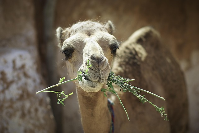 Camel Riding