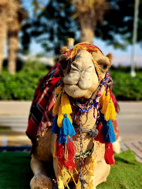 Camel Riding