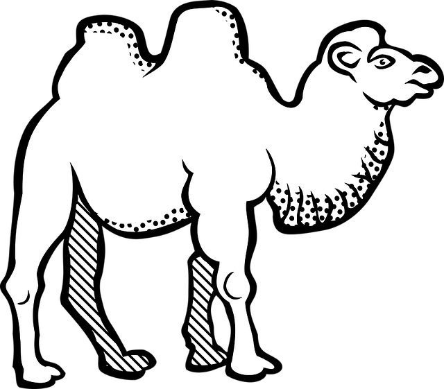 Camel Riding