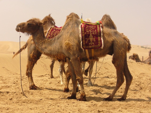 Camel Riding