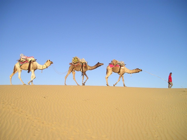 Camel Riding