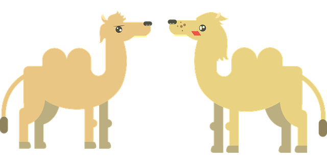 Camel Riding