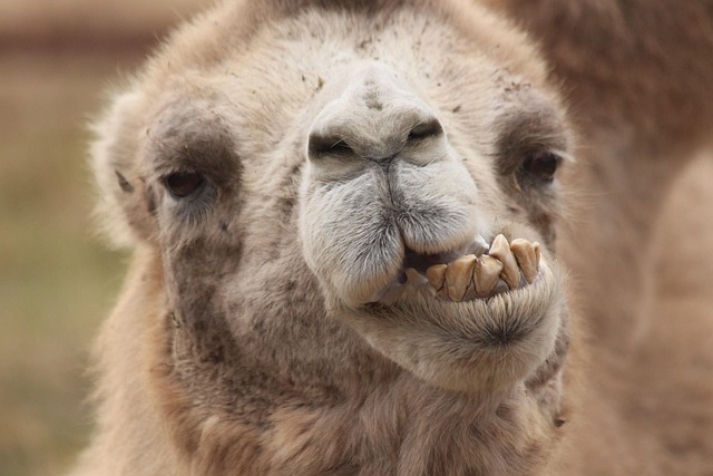 Camel Riding