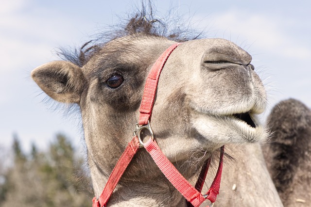Camel Riding