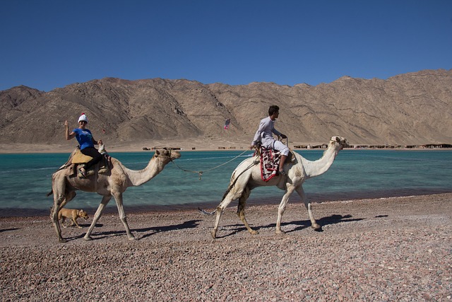 Camel Riding