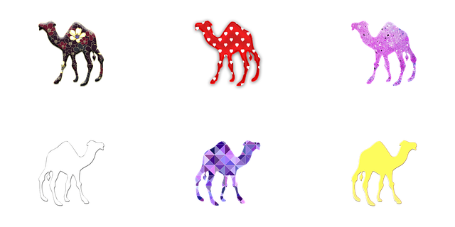 Camel Riding