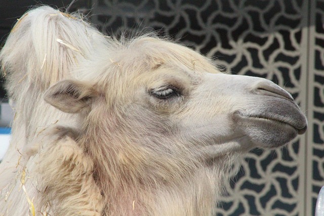 Camel Riding