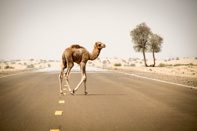 Camel Riding