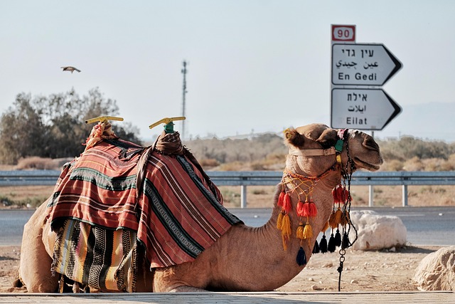 Camel Riding