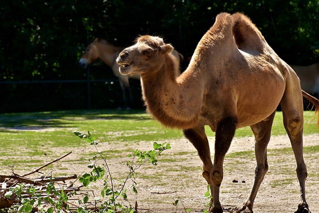 Dubai’s Desert Escapades: Camel Rides & Quad Biking Adventures
