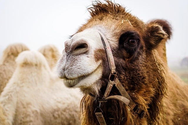 Camel Riding
