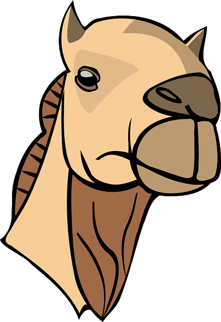 Camel Riding