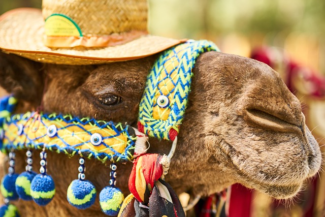 Camel Riding