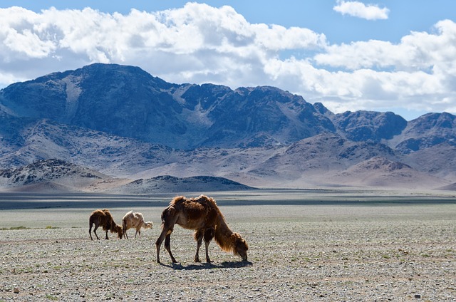 Camel Riding