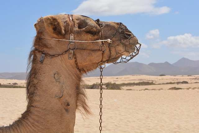 Camel Riding
