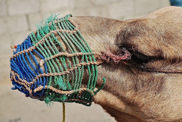 camel-riding-640x480-96179759.jpeg