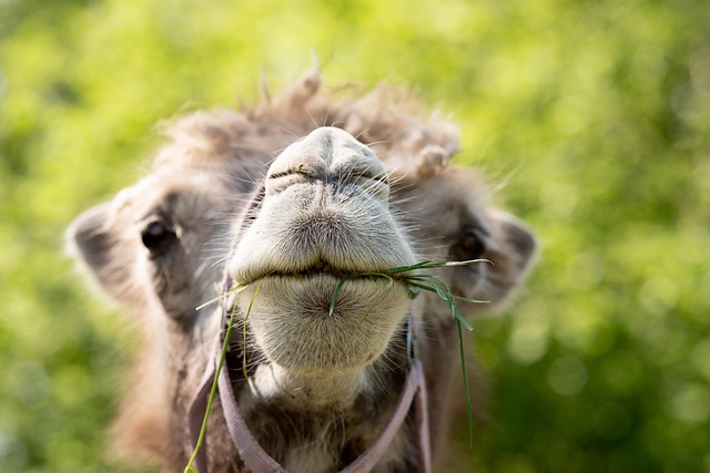 Camel Riding