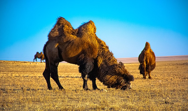 Camel Riding