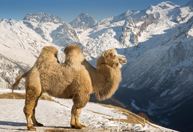 Camel Riding