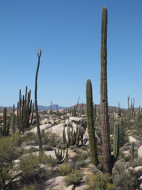 Desert