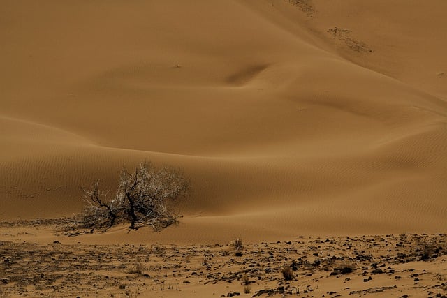Desert Safari in Dubai: Camel Ride Experience Unveiled